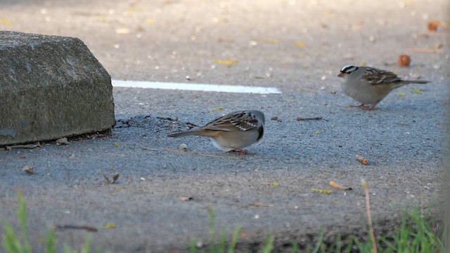 White-crowned Sparrow - ML622267214