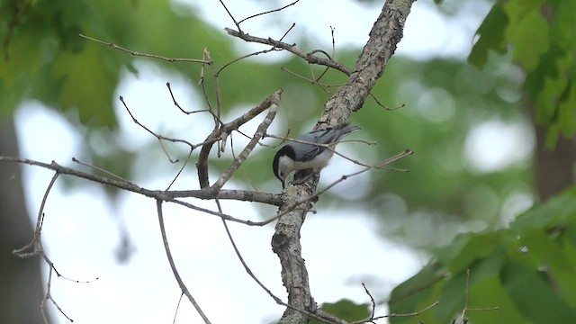 White-breasted Nuthatch - ML622267290