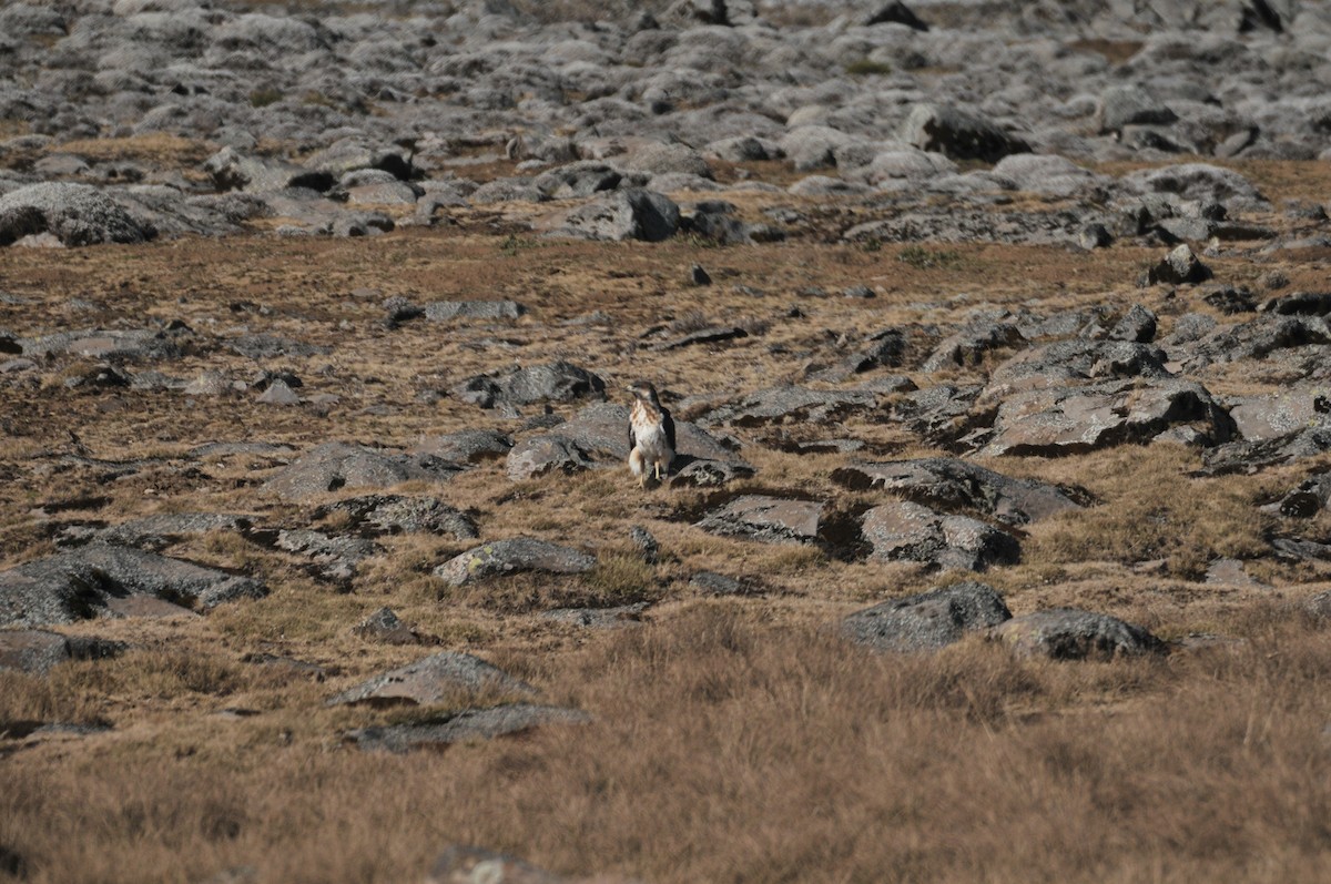 Augur Buzzard - ML622267317