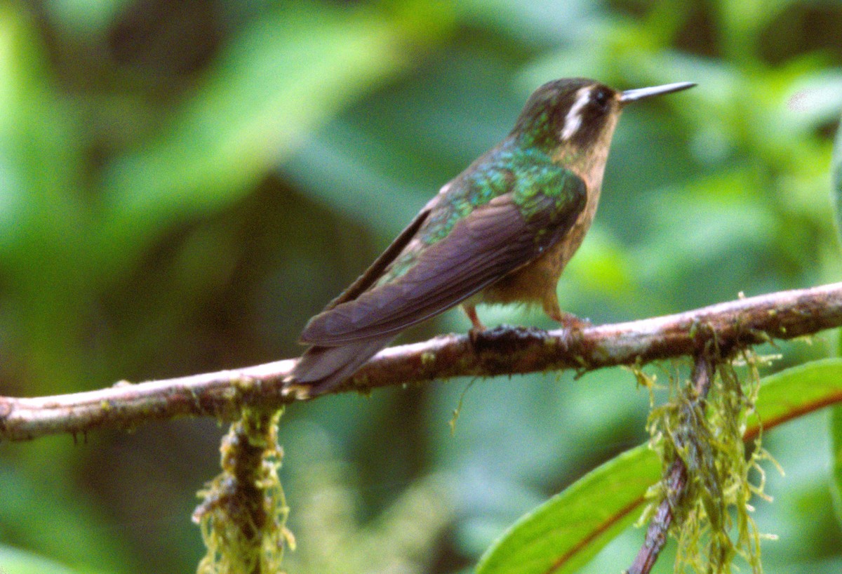 Speckled Hummingbird - Beatriz Helena Pinzón Estupiñan