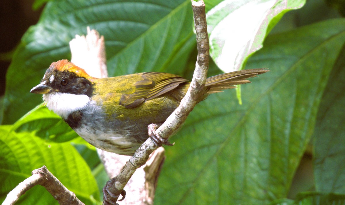 Chestnut-capped Brushfinch - ML622267511