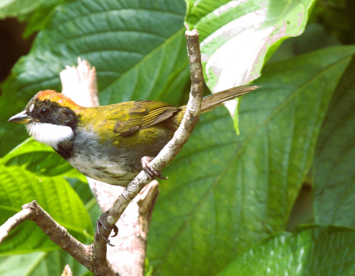 Chestnut-capped Brushfinch - ML622267512