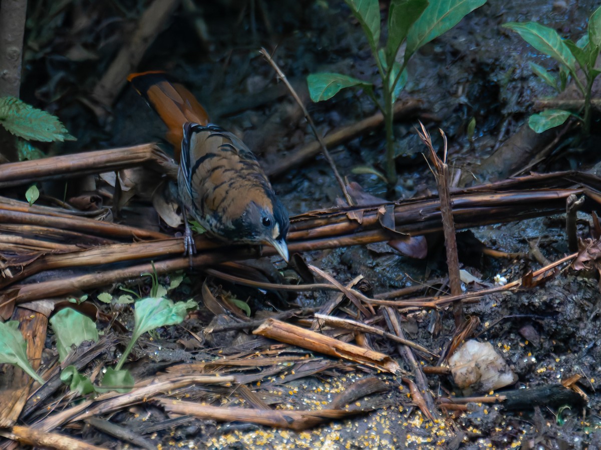 Rufous-chinned Laughingthrush - ML622267648