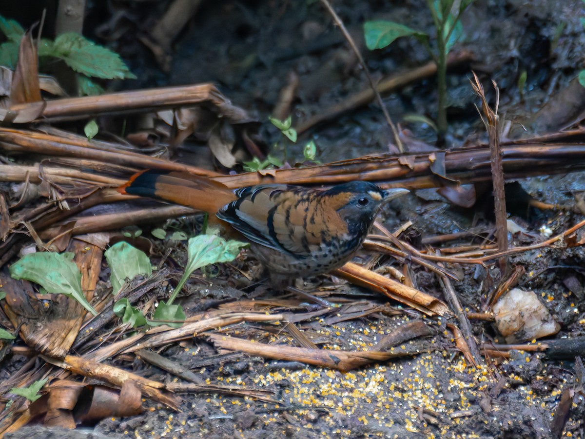 Rufous-chinned Laughingthrush - ML622267649