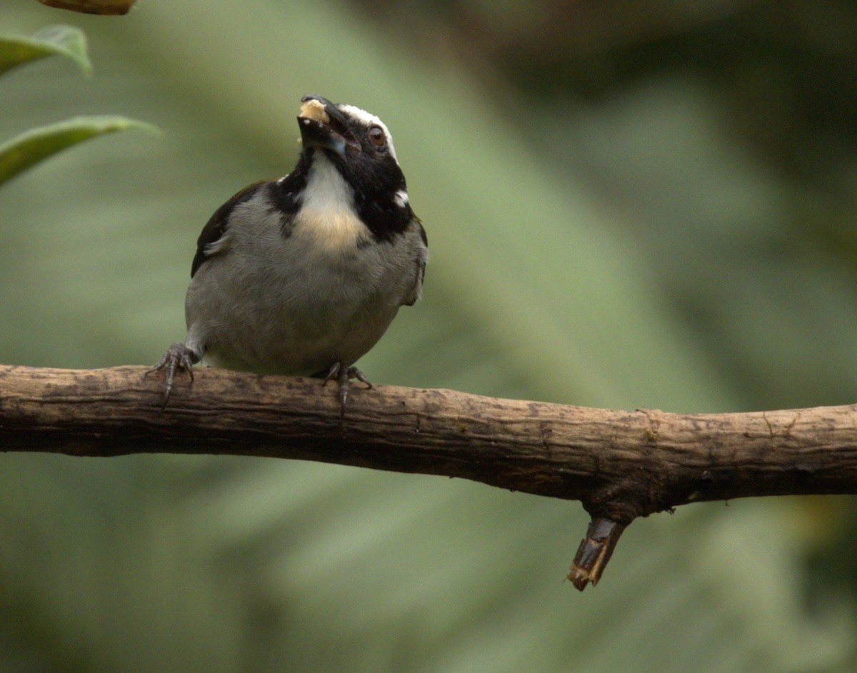 Black-winged Saltator - ML622267673