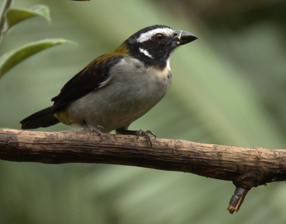 Black-winged Saltator - ML622267674