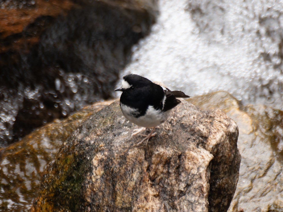 Little Forktail - Lynne Hertzog