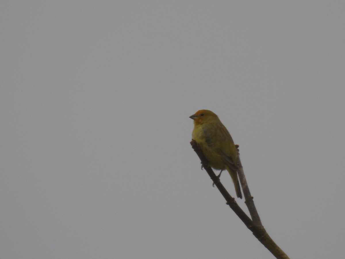 Saffron Finch - ML622267693