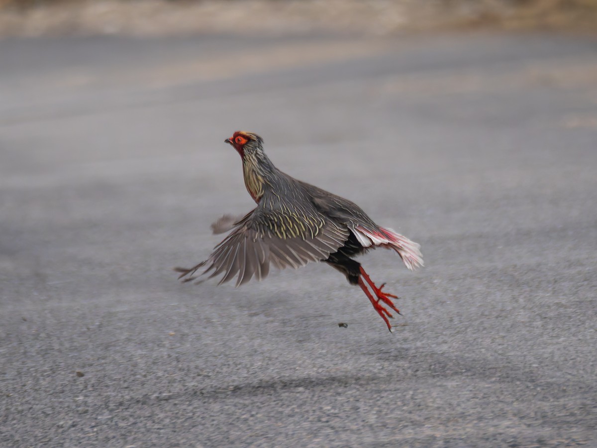 Blood Pheasant - Lynne Hertzog