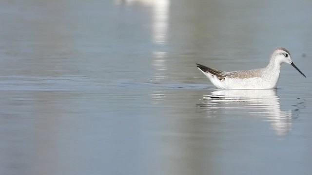 Wilson's Phalarope - ML622267783