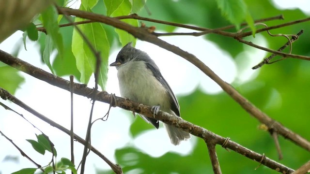 Tufted Titmouse - ML622267801