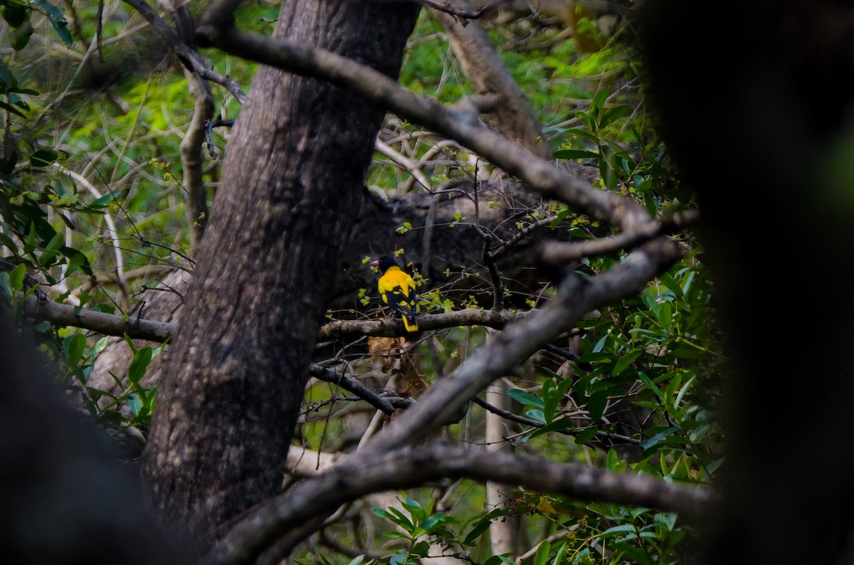 Black-hooded Oriole - ML622267817