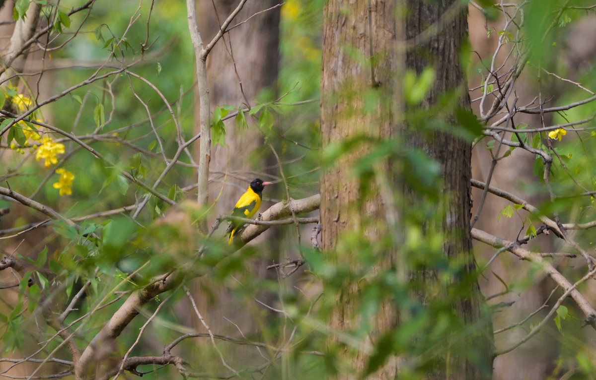 Black-hooded Oriole - ML622267824