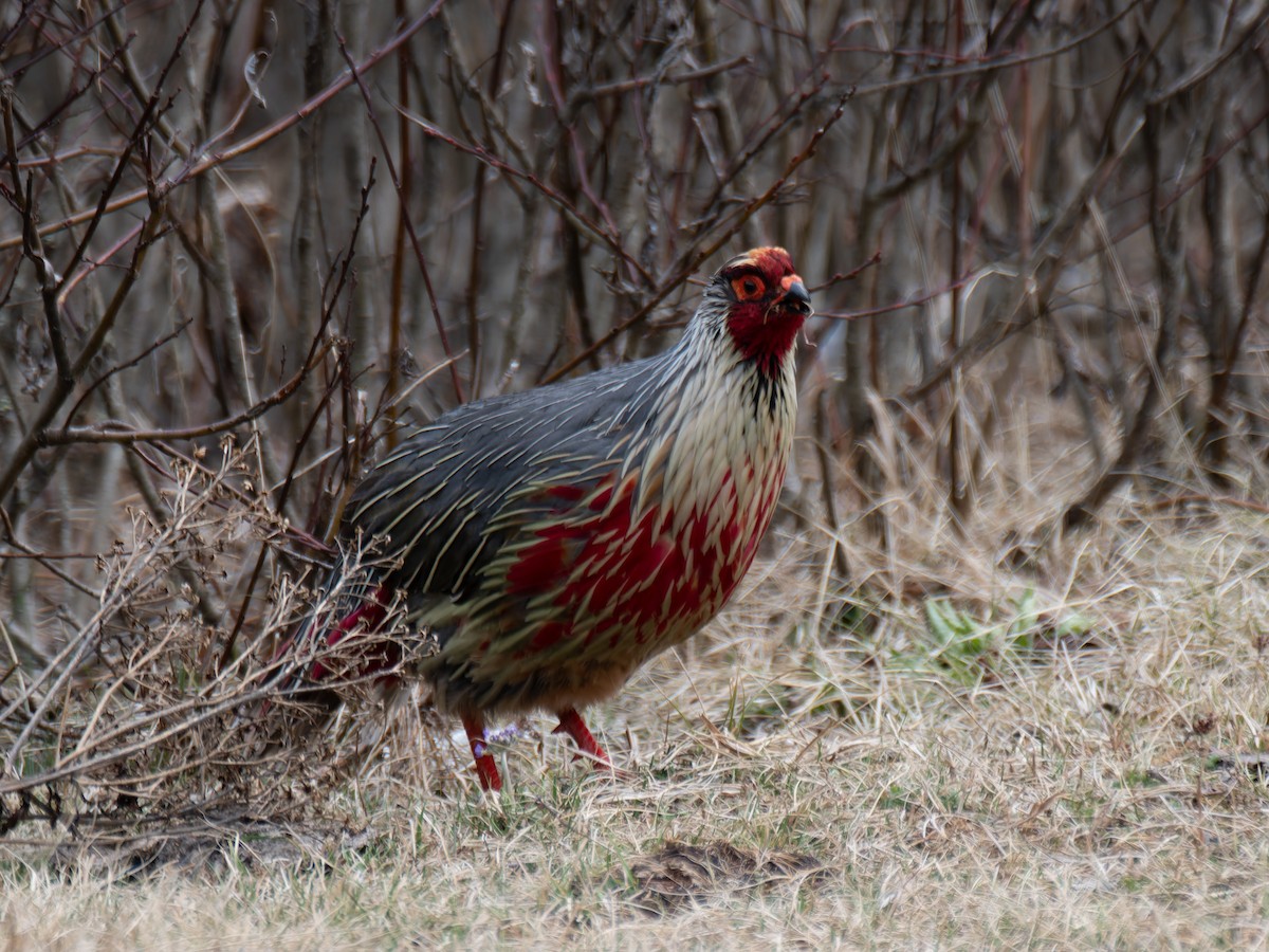 Blood Pheasant - ML622267825