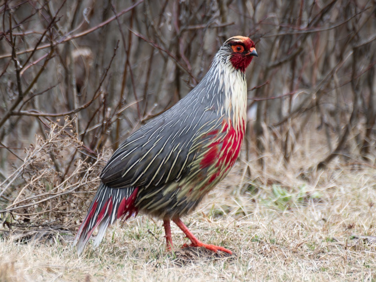 Blood Pheasant - ML622267826