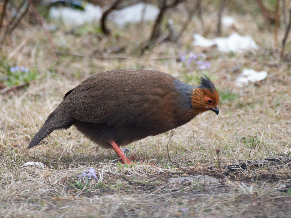 Blood Pheasant - ML622267827