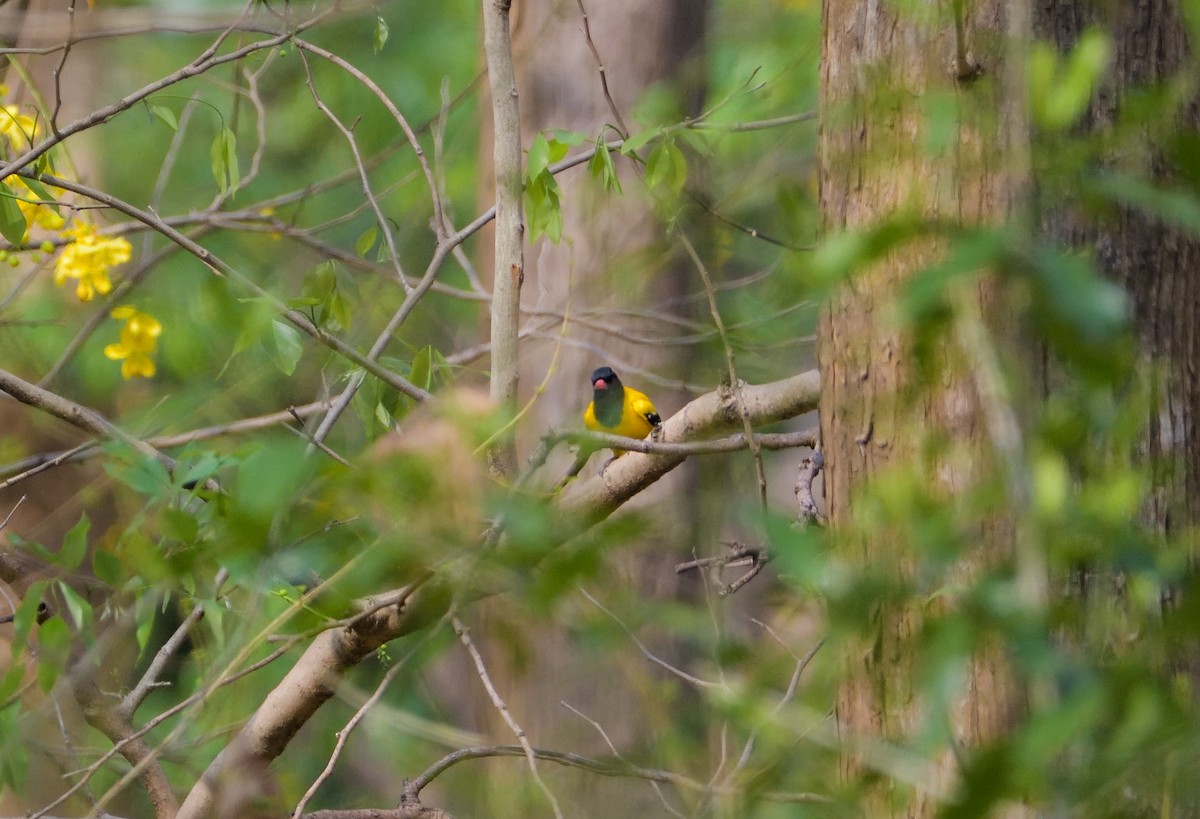 Black-hooded Oriole - ML622267832