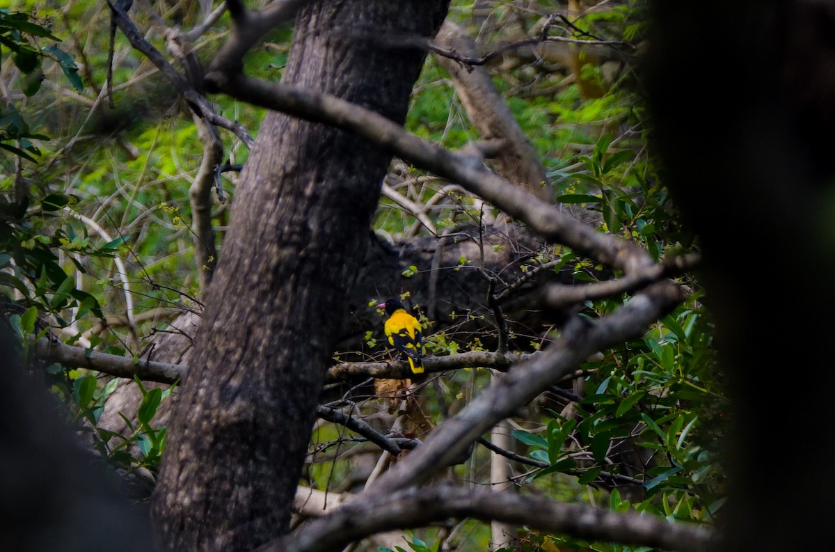 Black-hooded Oriole - ML622267833