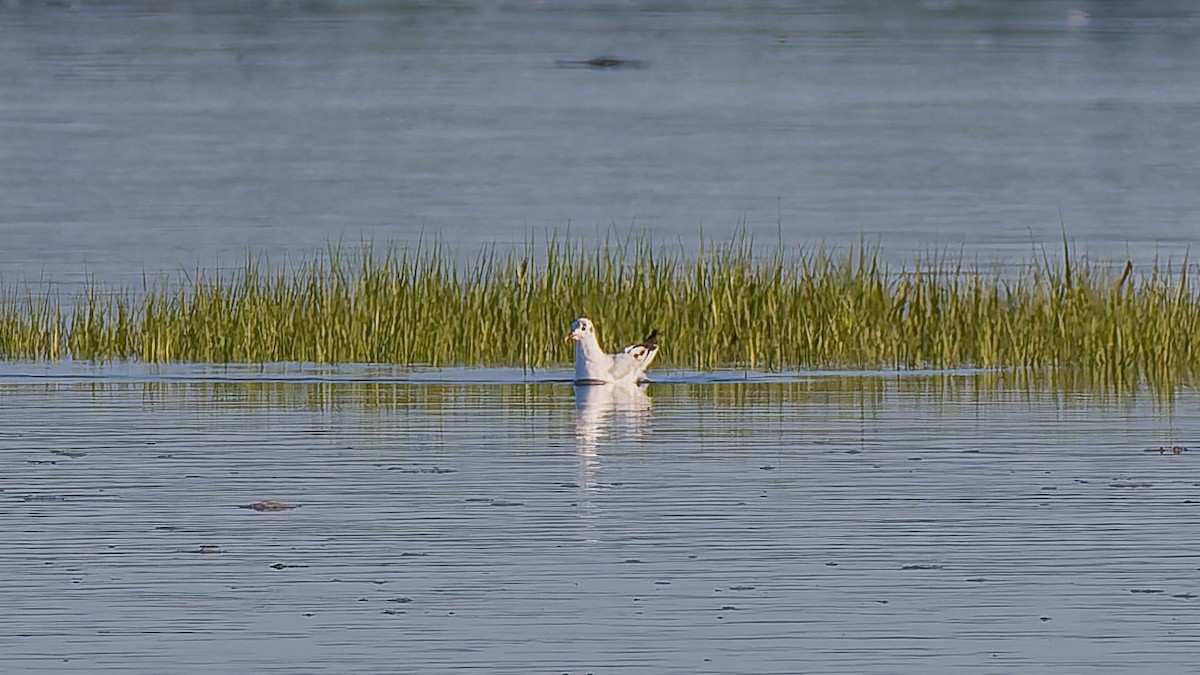 Black-headed Gull - ML622267863