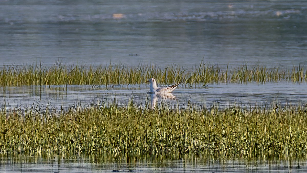 Black-headed Gull - ML622267866