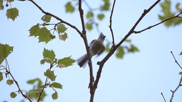Tufted Titmouse - ML622267874