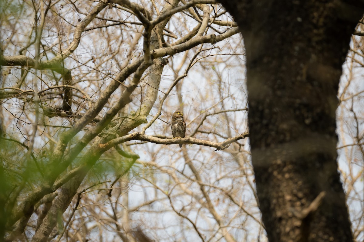 Jungle Owlet - ML622267939