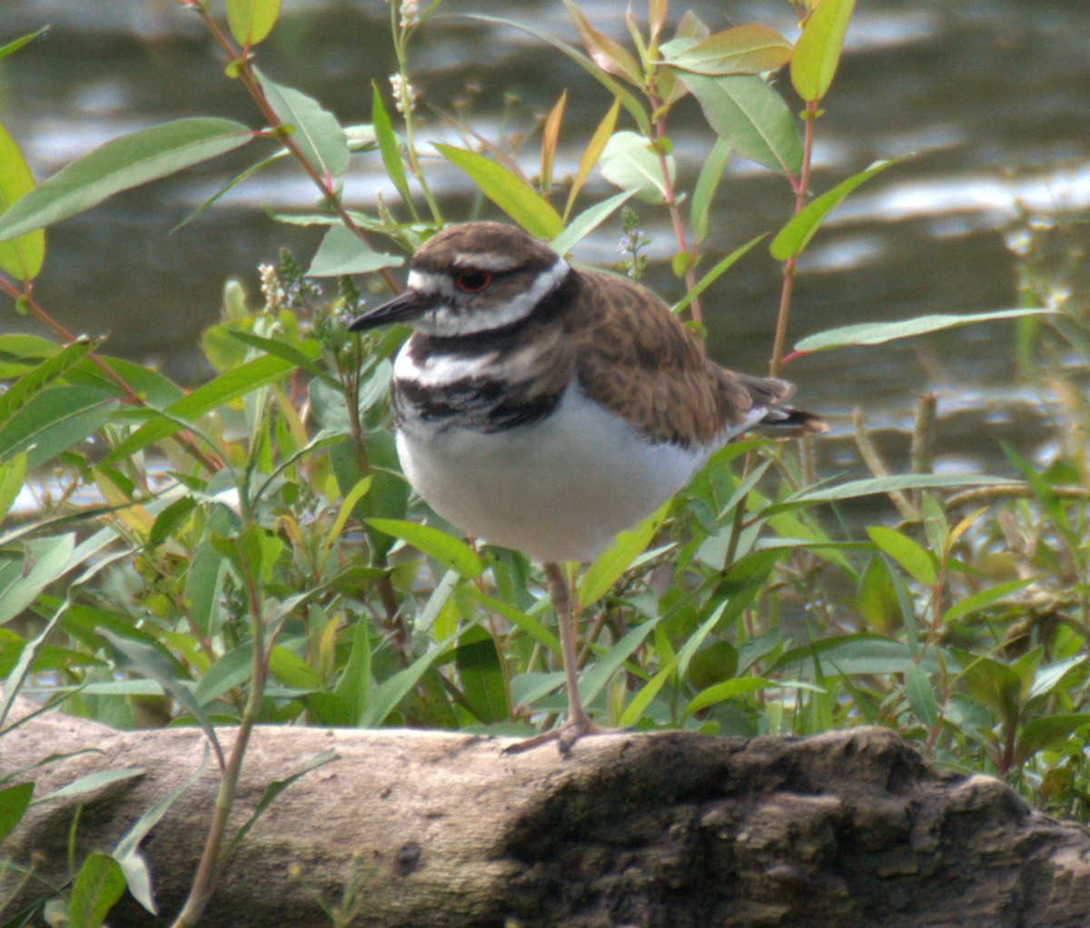 Killdeer - ML622267999