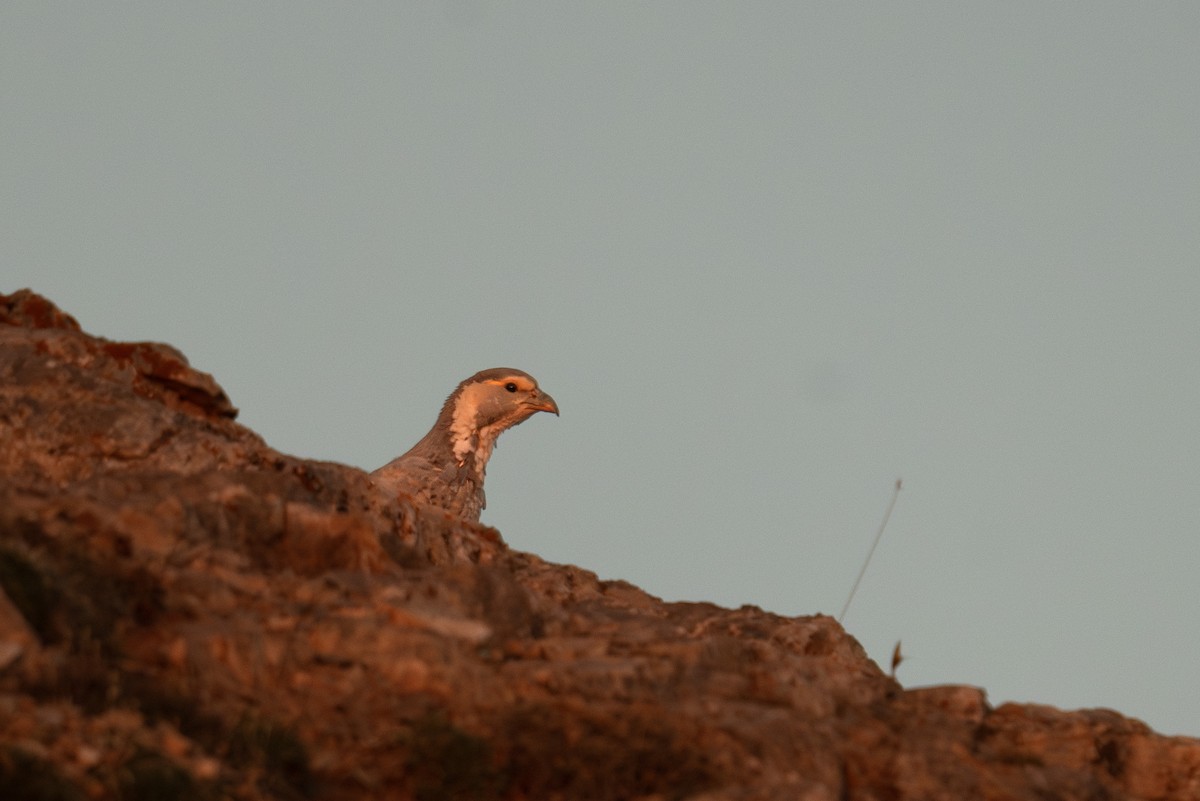 Caspian Snowcock - ML622268194