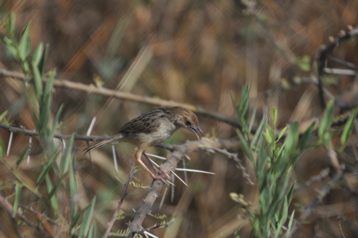 Ethiopian Cisticola - ML622268223