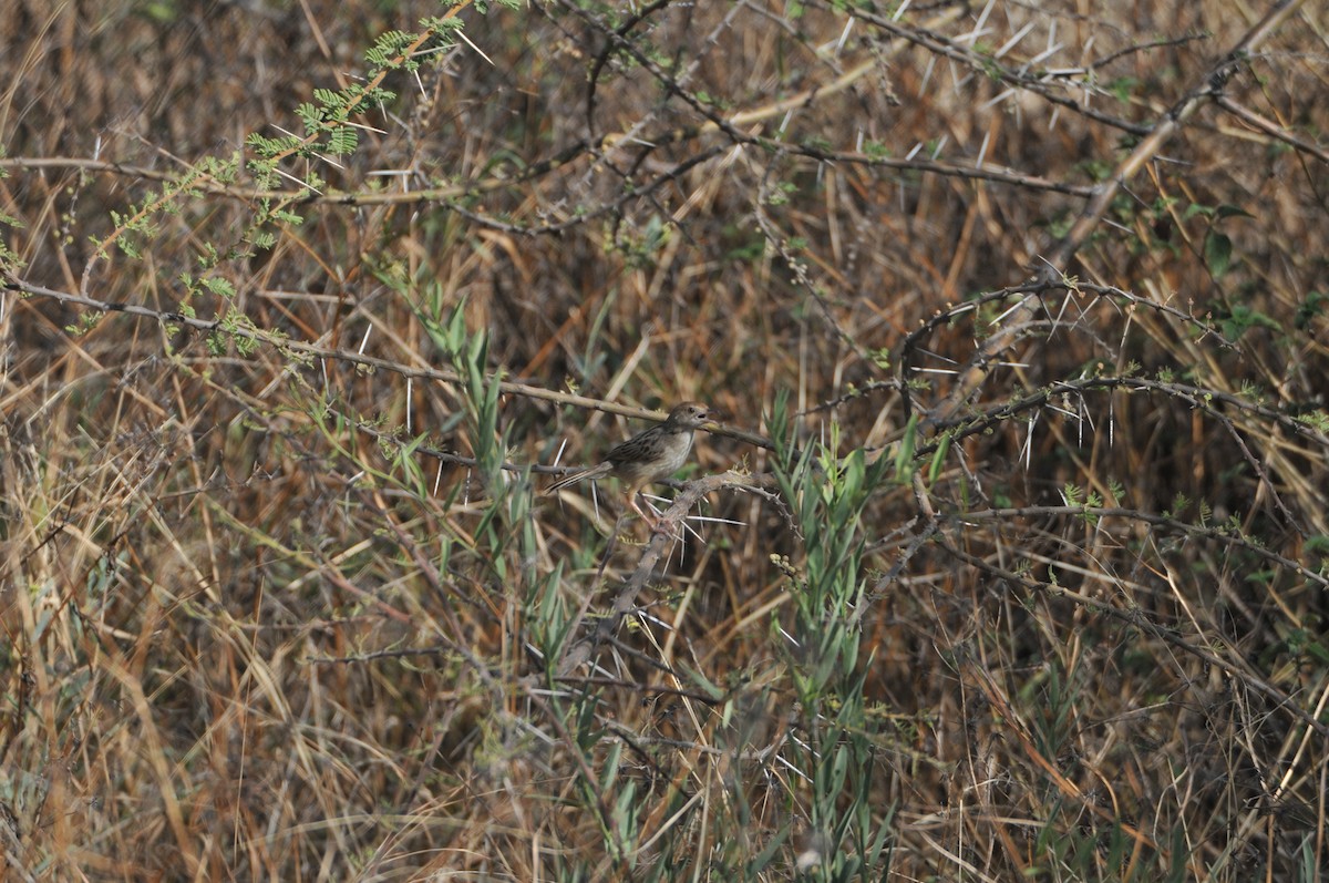 Ethiopian Cisticola - ML622268224