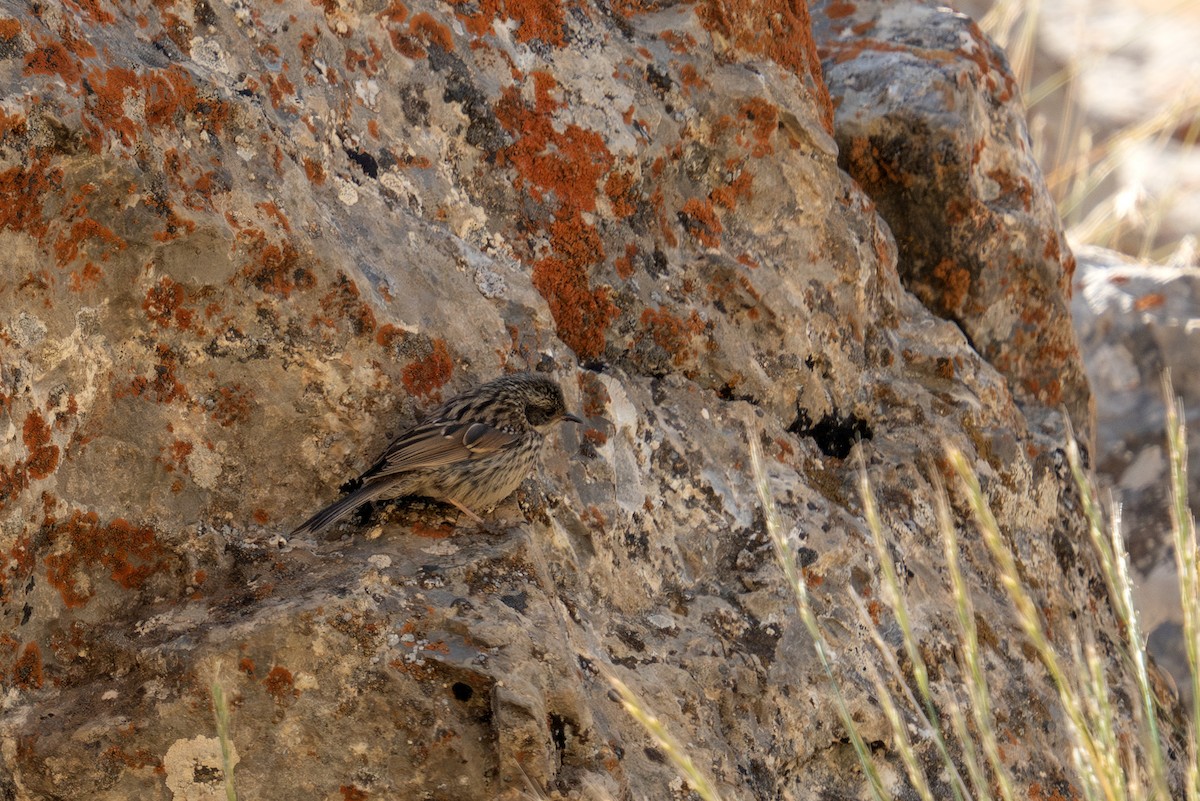 Radde's Accentor - ML622268328