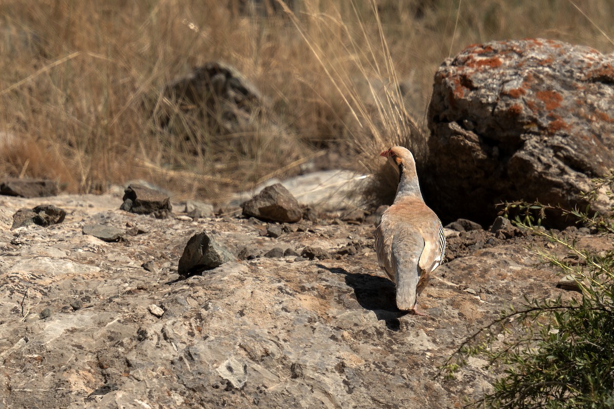 Chukar - ML622268352