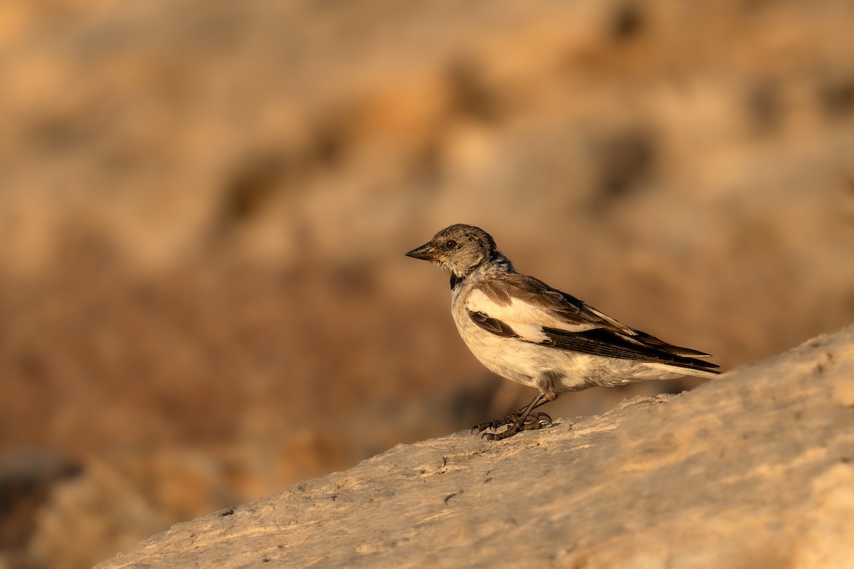 White-winged Snowfinch - ML622268377