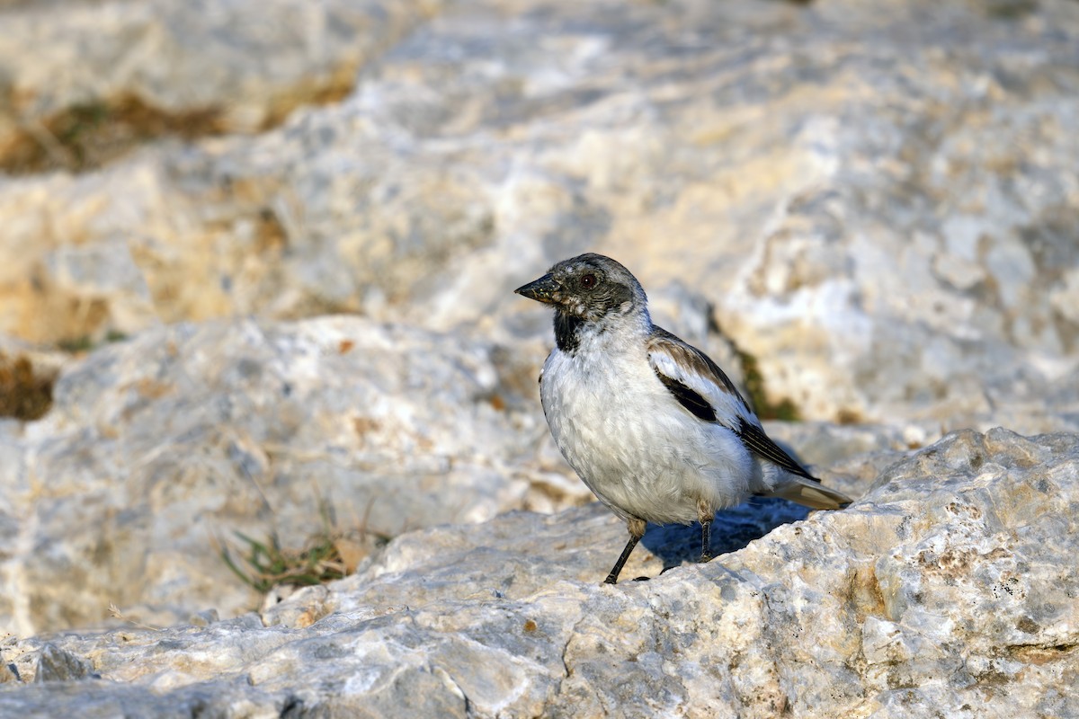 White-winged Snowfinch - ML622268378