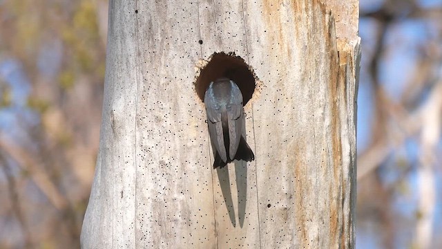 Tree Swallow - ML622268451