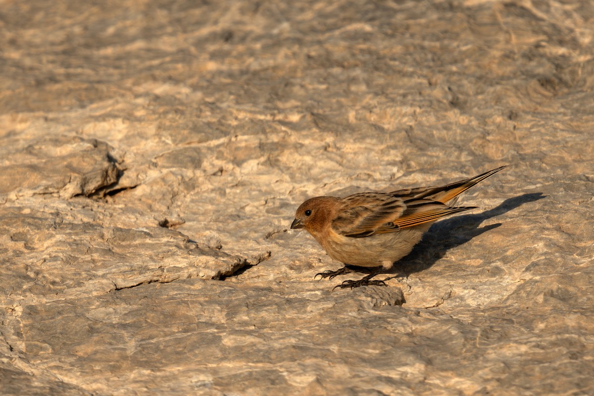 Fire-fronted Serin - ML622268460