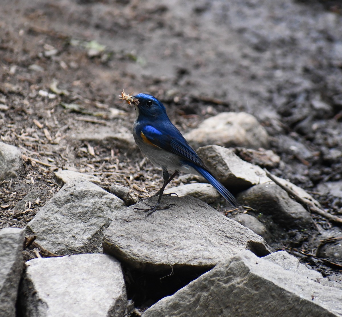 Himalayan Bluetail - Avinoj Roy