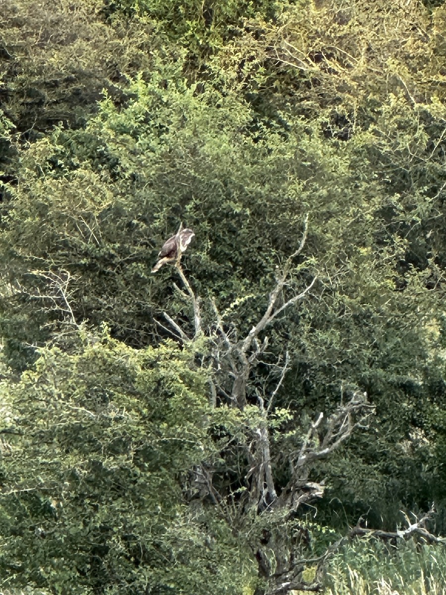 European Honey-buzzard - ML622268495