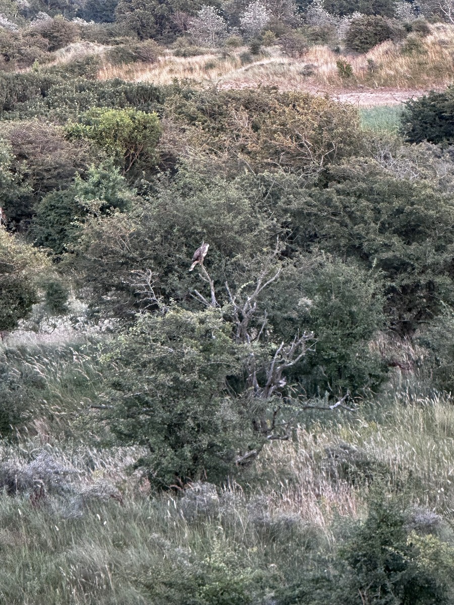 European Honey-buzzard - ML622268496