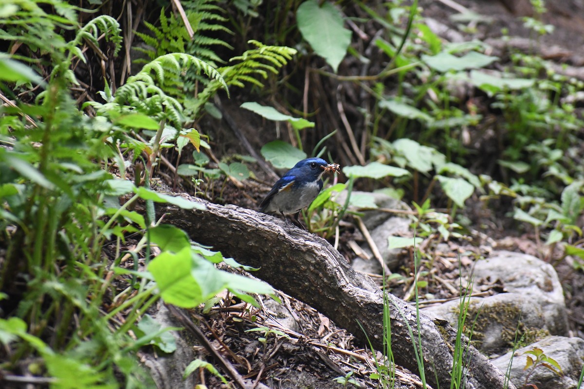 Himalayan Bluetail - ML622268500