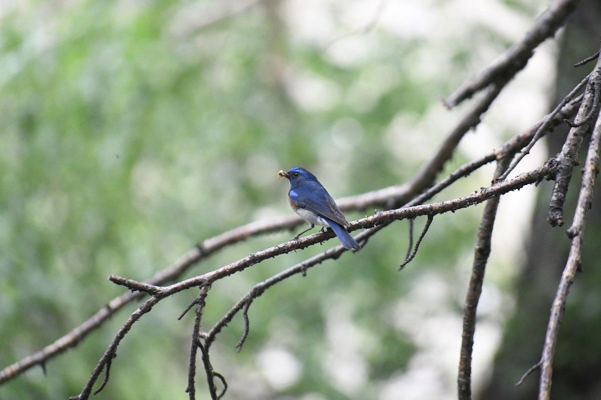 Himalayan Bluetail - ML622268502