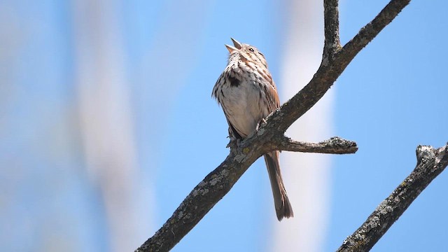 Song Sparrow - ML622268509