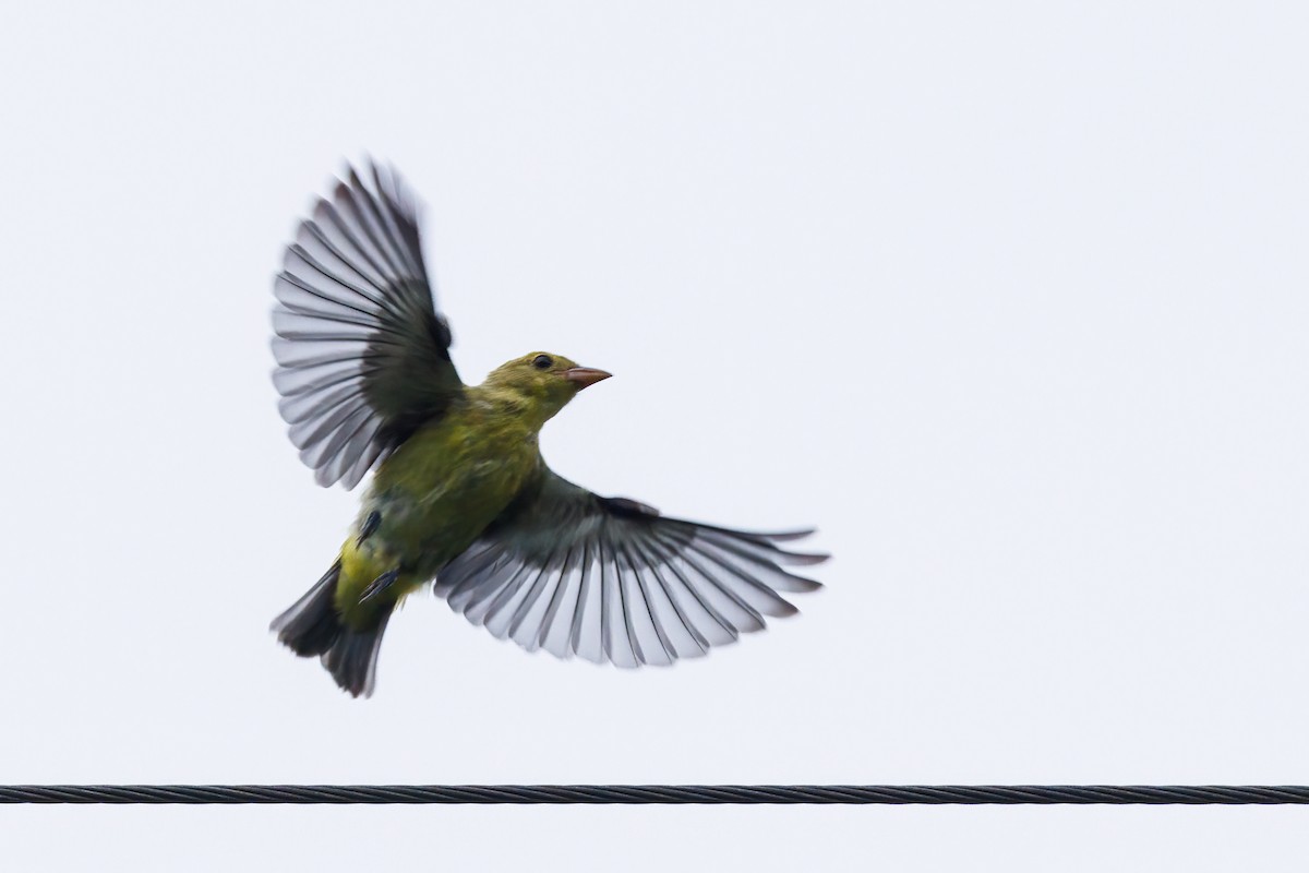 Scarlet Tanager - Phil Bartley