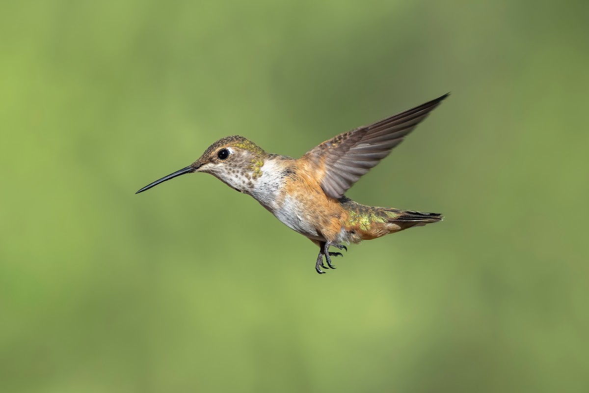 Rufous Hummingbird - ML622268557