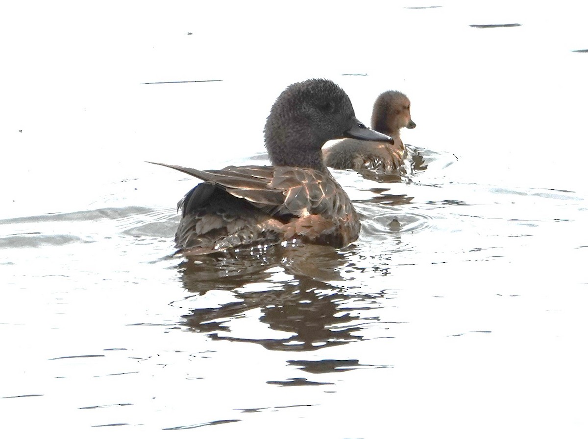 American Wigeon - ML622268568