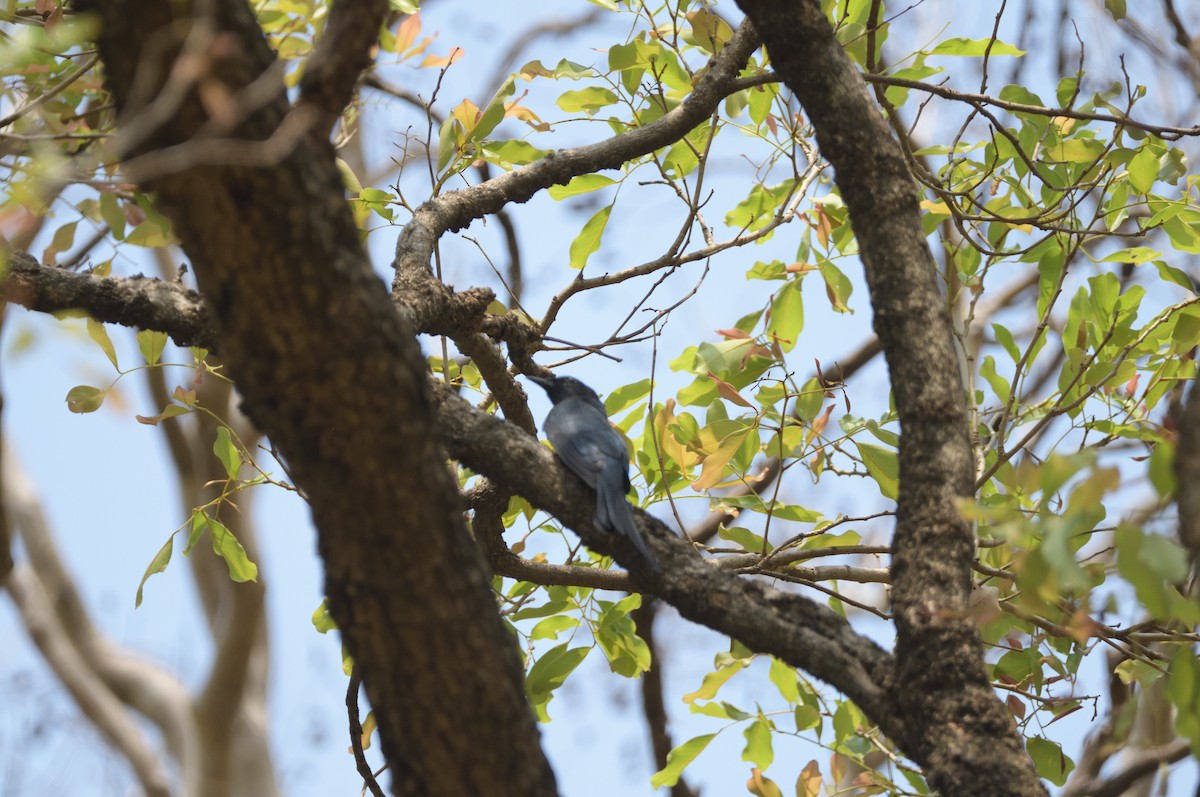 Fork-tailed Drongo-Cuckoo - ML622268577