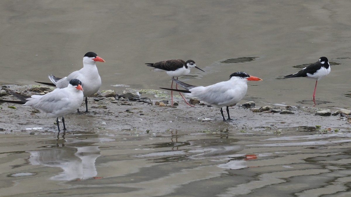 Black-necked Stilt - ML622268585