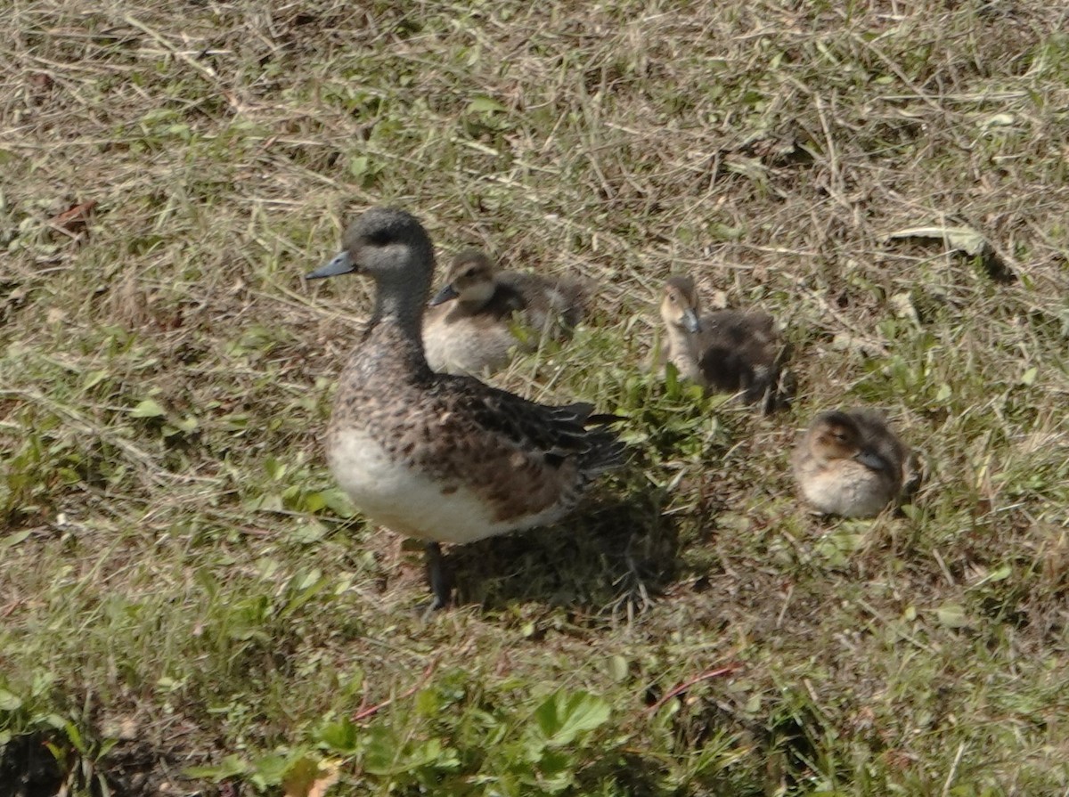 American Wigeon - ML622268601