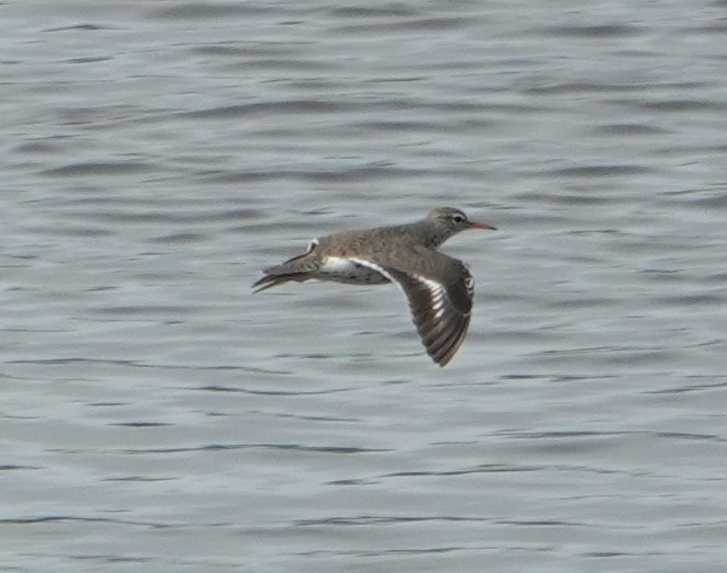 Spotted Sandpiper - Donald Fraser