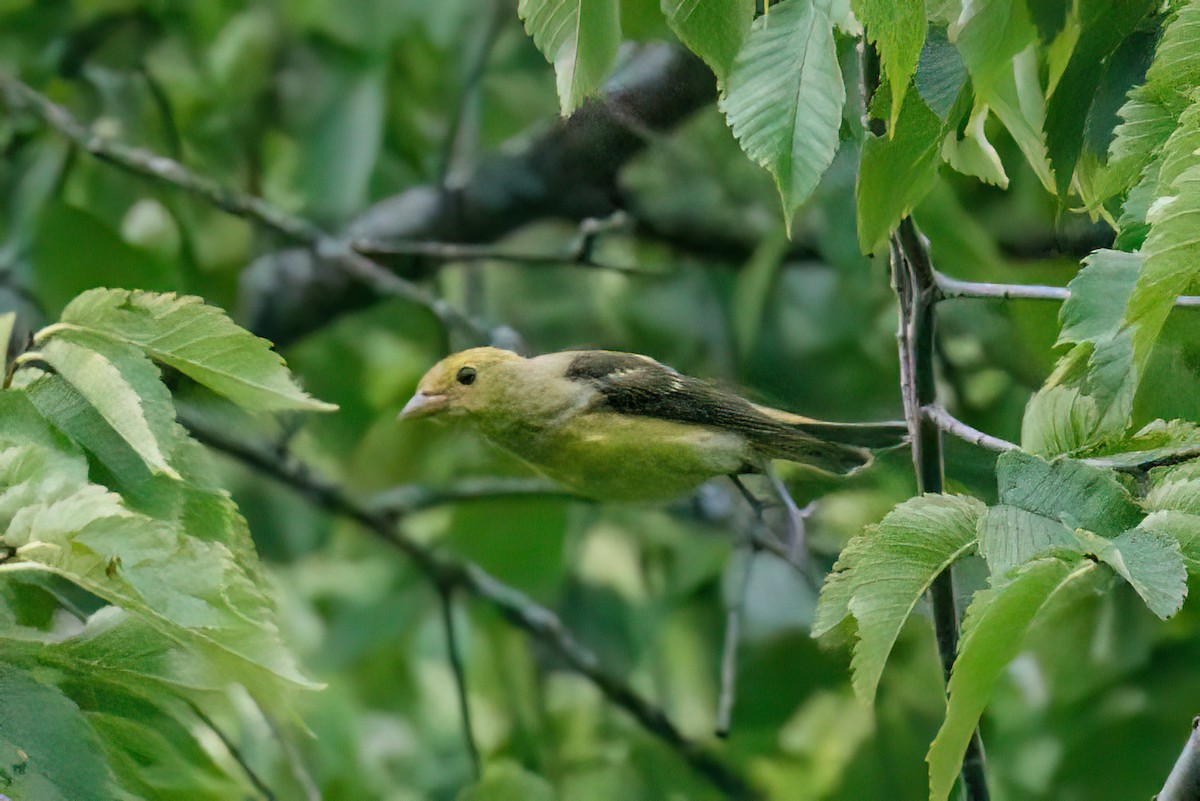 Scarlet Tanager - ML622268620